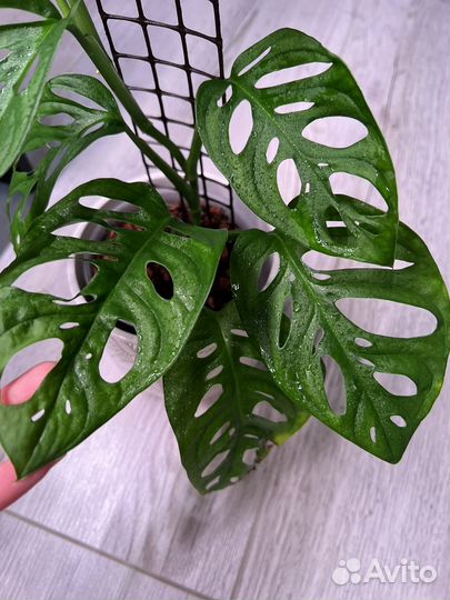 Монстера манки маск, адансона