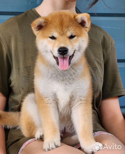 Щенки сиба ину