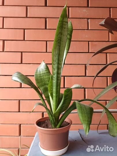 Сансевиерия разная (тещин язык)