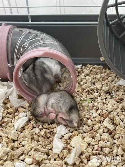 Джунгарский хомяк