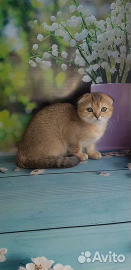Скромная девчуля