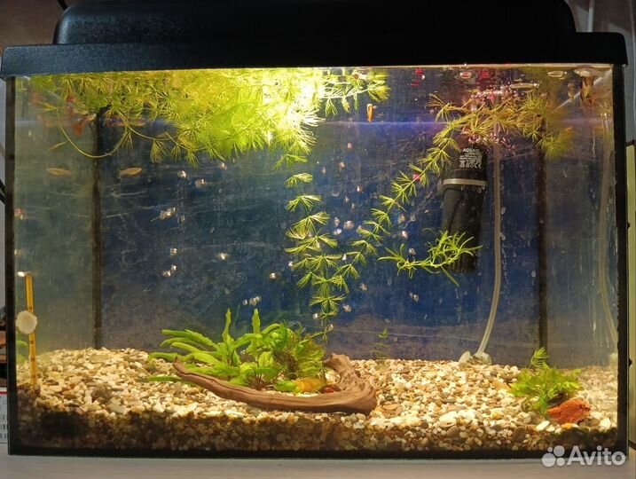 Аквариум