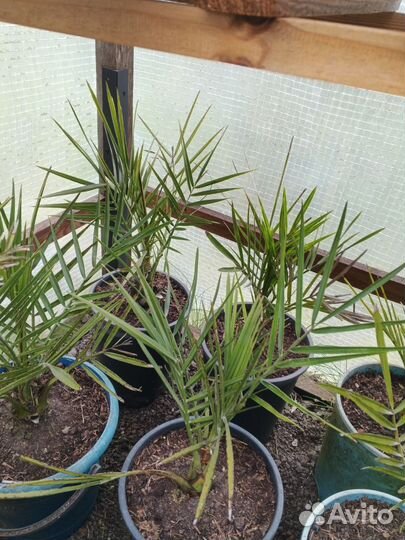 Финик Арабский