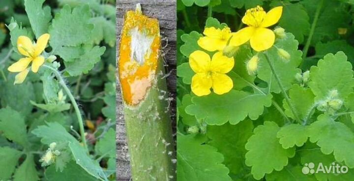 Чистотела Экстракт