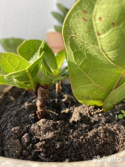 Фикус лирата бамбино