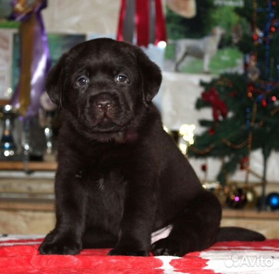 Шоколадные девочки лабрадор