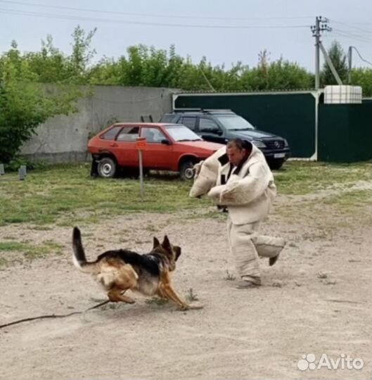 Кинолог, дрессировка собак, коррекция поведения