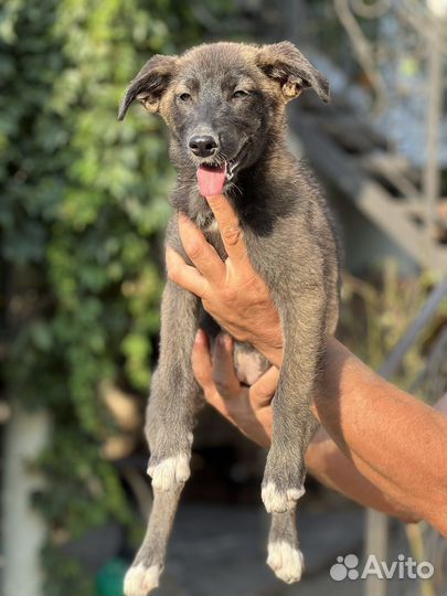 Щенок лисичка ищет дом