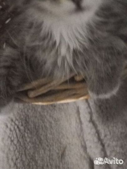 Кошечка в добрые заботливые руки бесплатно