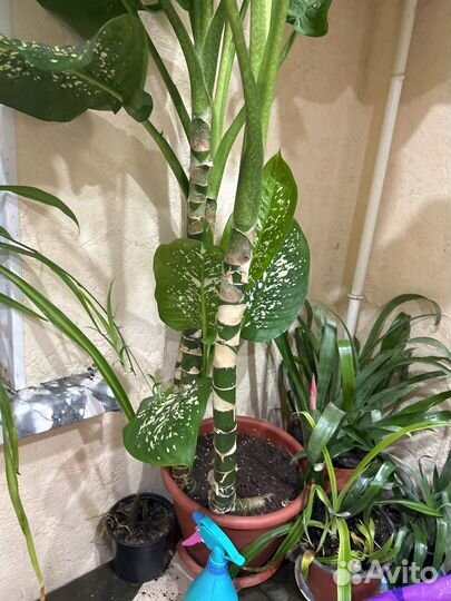 Диффенбахия