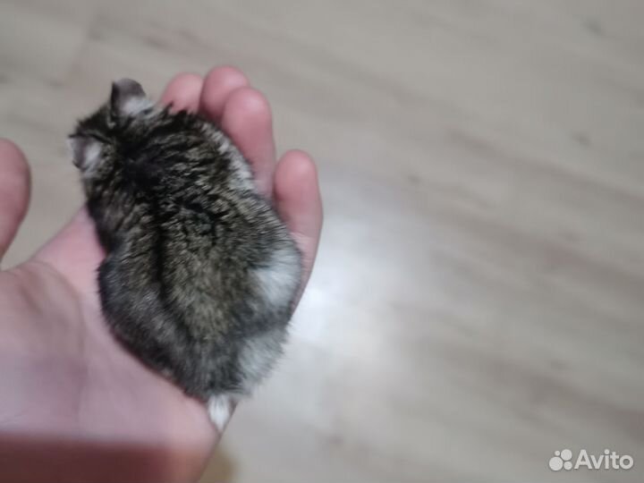 Джунгарский хомяк с клеткой бесплатно
