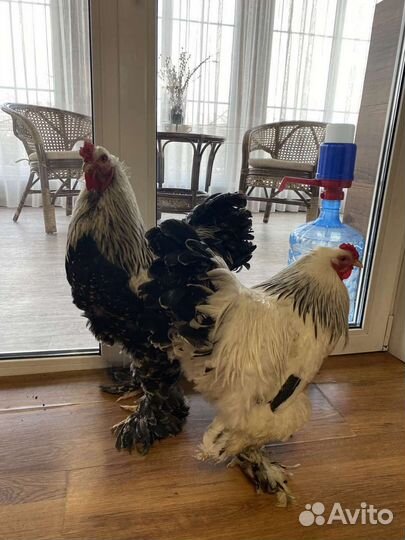 Петух Брама