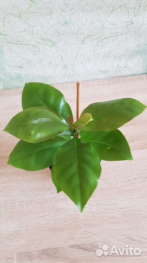 Комнатные растения. Листовой кактус. Переския