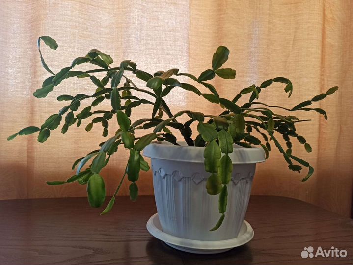 Декабрист зигокактус Шлюмбергера в горшке