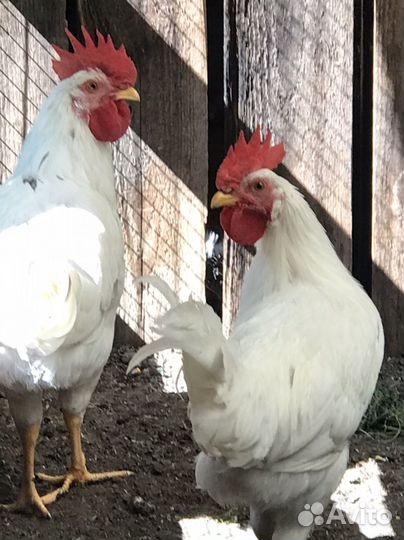 Петухи