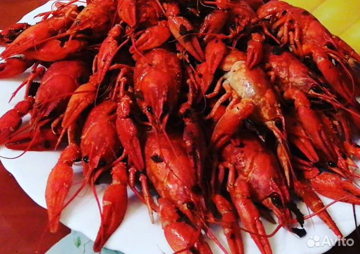 Раки живые и варёные