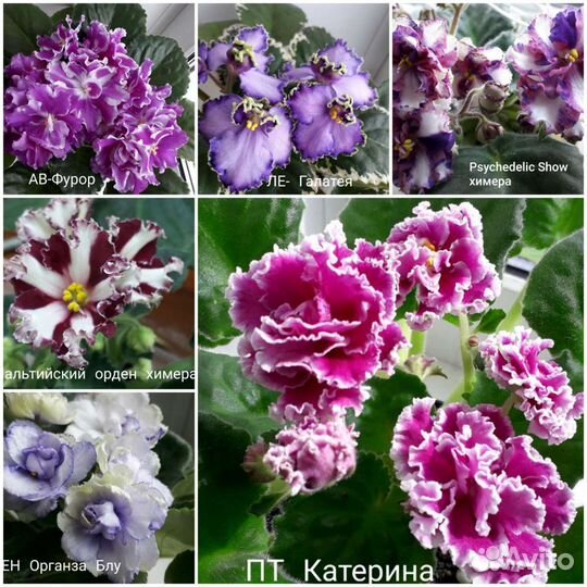 Фиалка,детки сортовых фиалок