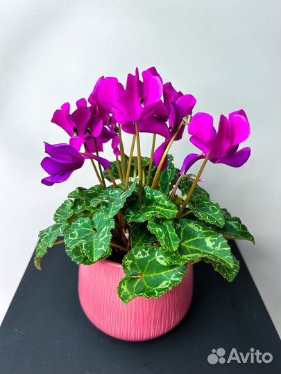 Цветущий цикламен в керамическом кашпо