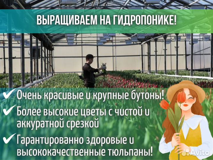 Тюльпаны оптом от производителя