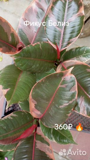 Фикус Абиджан, Белиз