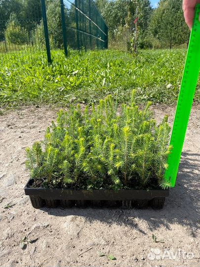 Саженцы зкс