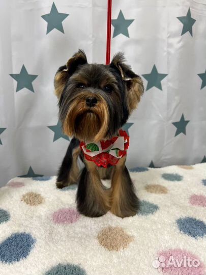 Йоркширский терьер вязка мальчик