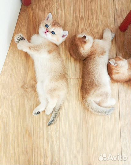 Золотые котята