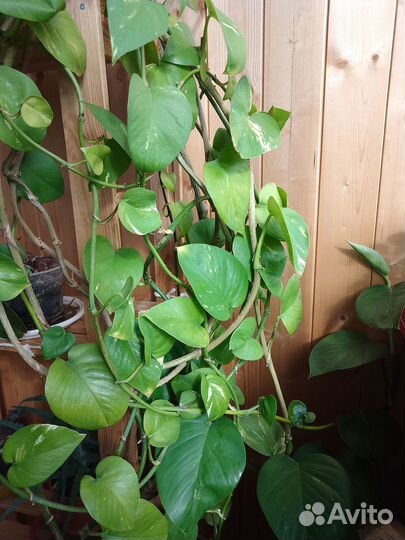 Сциндапсус