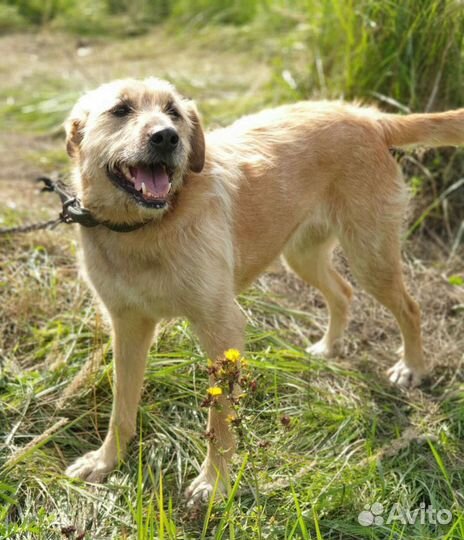 Золотая девочка