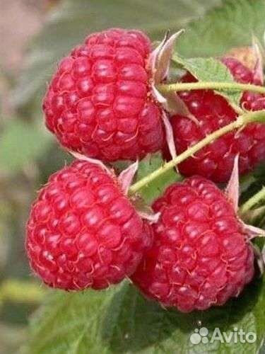 Малина домашняя