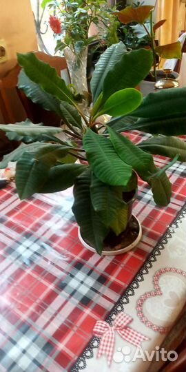 Комнатные цветы - Молочай экзотическое растение