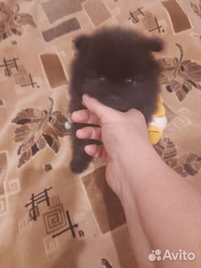 Щенки шпица