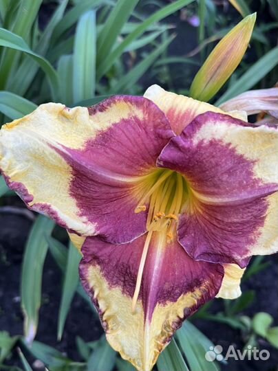 Лилейники сортовые