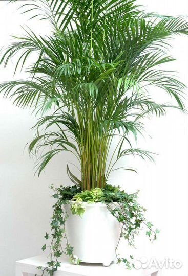 Финиковая пальма