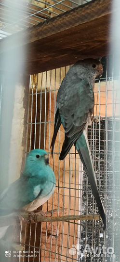 Певчий попугай