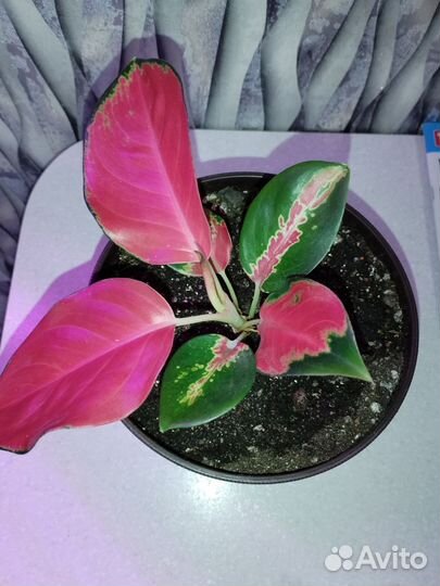 Аглаонема в ассортименте