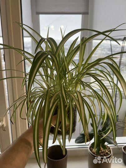 Хлорофитум