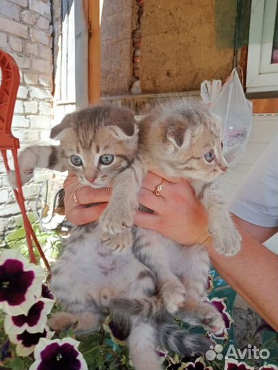 Шотландские вислоухие котята