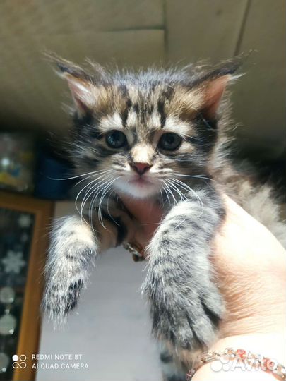 Котята мейн-кун метис