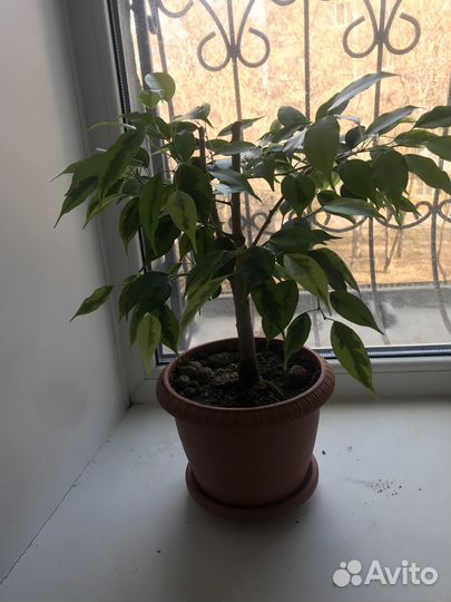 Продам фикусы