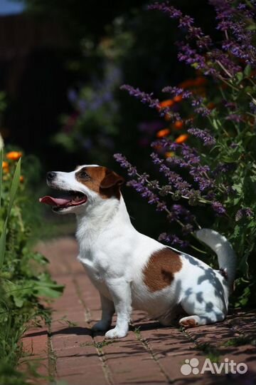 Миниатюрный кобель.Вязка