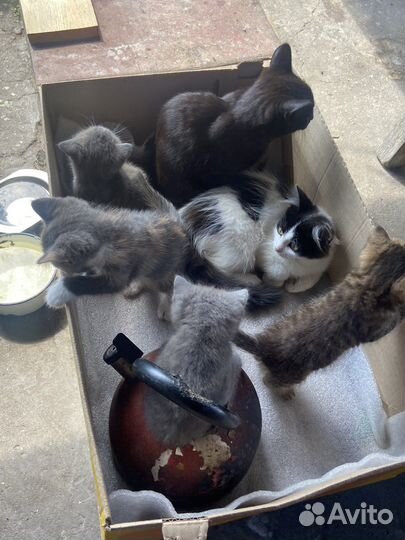Котята в добрые руки