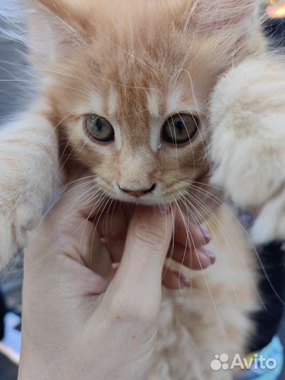 Котенок мейн-кун