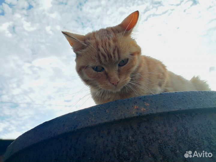 Кошечка в добрые руки