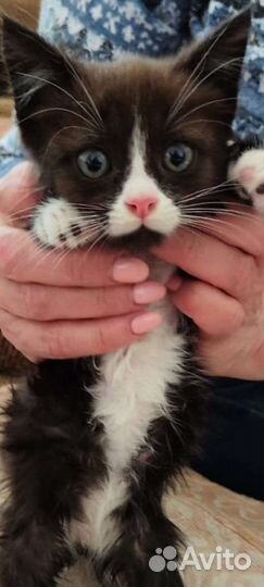 Котенок мальчик