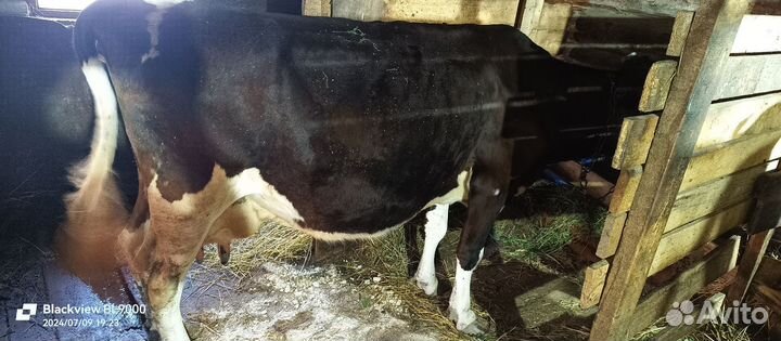 Коровы и телки на продажу