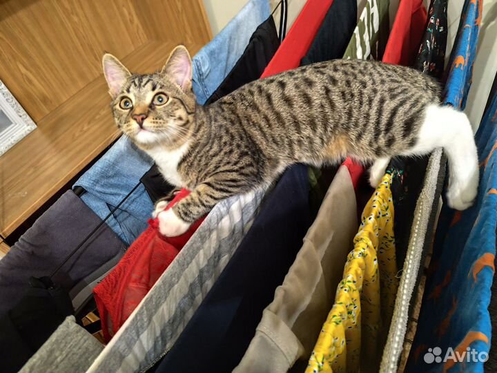 Котик в добрые руки