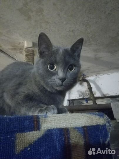 Котёнок девочка в добрые руки