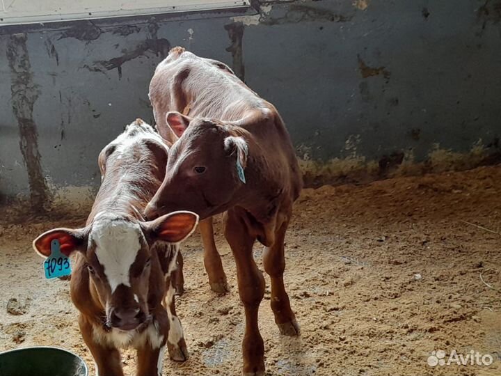 Телята мясной породы