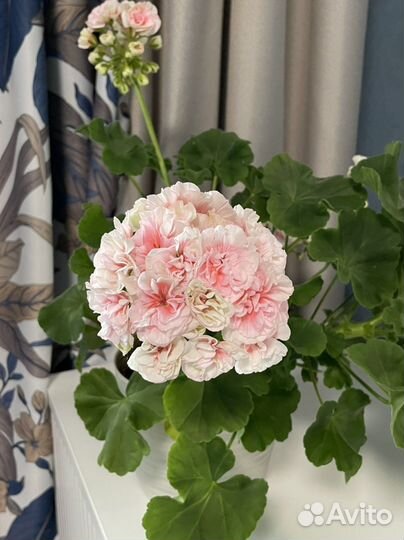 Пеларгония Ириол Eternite